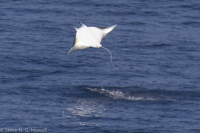 While cff the coast of Central America, leaping devil rays may distract us at times… Credit: Steve Howell